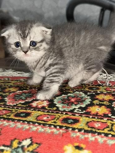 Pişiklər: Britan — 3