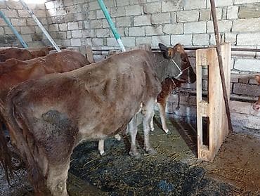 menks cinsli pişik: Dana, buzov, Erkək, ay: 12, Ətlik — 6