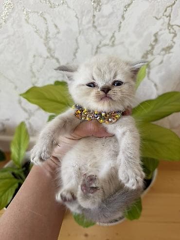 paroda pişik: Şotland yastı qulaq — 6