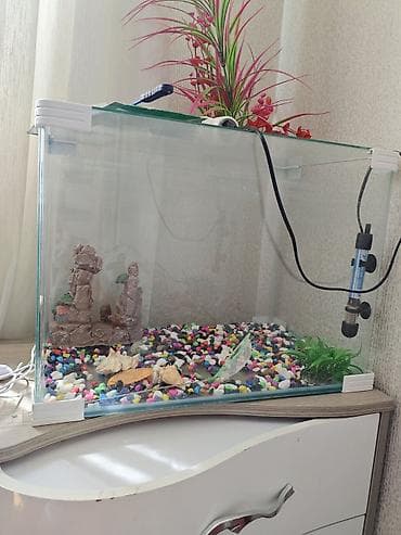 akvarium sumqayit: Akvaryum dəsti - Şüşə akvaryum: düz ön şüşəli, təxminən böyük ölçü — 2