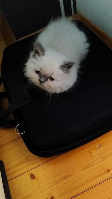 maine coon pişik: Amerikan Shorthair, Dişi, Ödənişli çatdırılma — 7