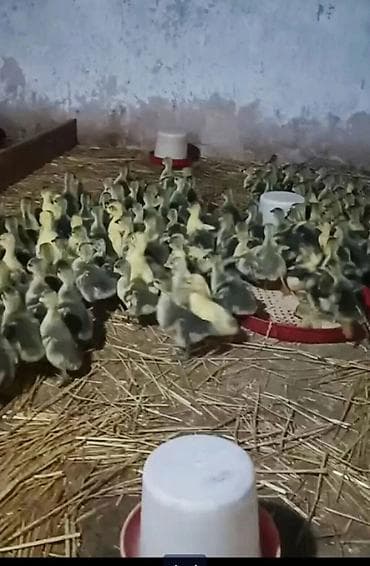 quşları: Ağ qanadlı qazlar və qaz balaları - Cins: yerli ağ qaz (uzunboyun — 2