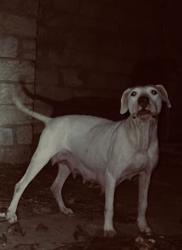 çoban iti: 3 годa, Самка, С прививками, Платная доставка — 1