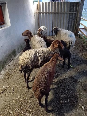 qurbanliq qoyunlar: Dişi, Qala, il: 1, 50 kq, Damazlıq, Ünvandan götürmə — 7