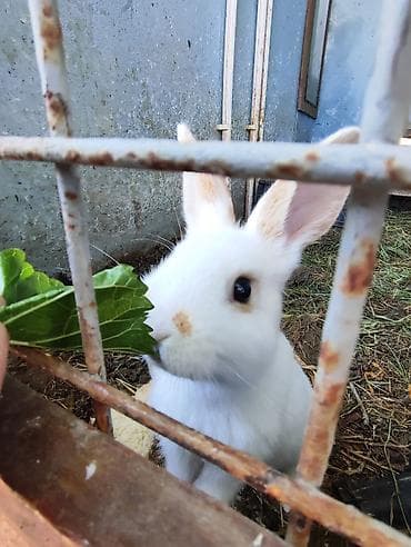 pomeranian spitz satilir: Ağ-sarı, qəhvəyi dekorativ dovşan, ətraflı məlumat üçün zəng və ya — 3