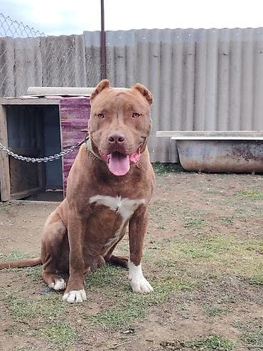 Digər heyvanlar: Pitbul, 8 ay, Erkek, Peyvəndli — 3