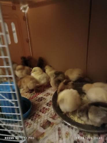 brama toyuqları: Куриные цыплята, Для мяса, Самовывоз — 2
