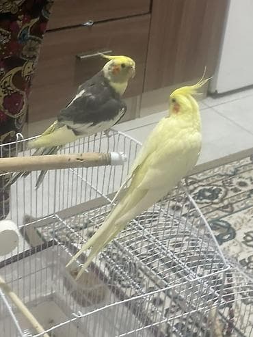 Nimfa (Cockatiel) cütlüyü – evdə bəslənən dekorativ tutuquşular