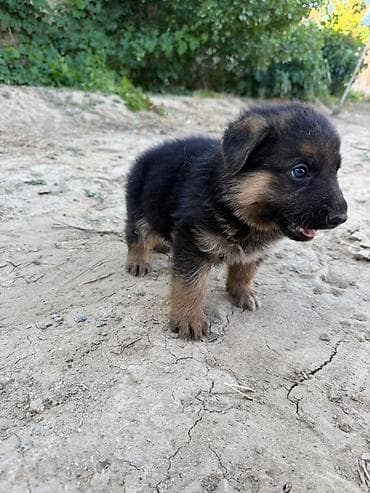 it yem: Alman çoban iti, 1 ay, Erkek, Peyvəndli, Ödənişli çatdırılma — 3