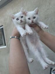 pişik sortlari: Şotland, Erkək, Dişi, Yaxşı əllərə, Pulsuz çatdırılma, Ödənişli çatdırılma — 12