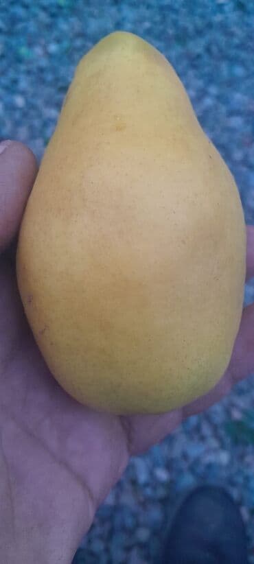 limon yagi qiymeti: Her növ meyvə ağaclarının satışı — 4