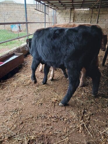 simmental inək cinsi: Məhsul: Dana (gənc iribuynuzlu heyvanlar) Təsvir: - Şəkillərdə bir — 5