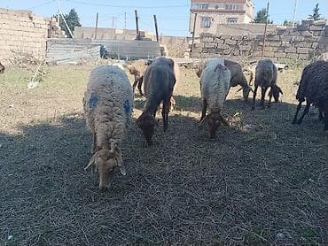 kanada sortu hinduska: Salam tam saglam heyvanlar satilir isdeyen elaqe saxlasin — 6