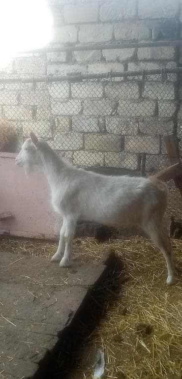 Salam saglam arpa yonca yeyen heyvandı real alıcılar zeng vursun