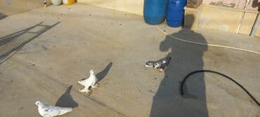 Məhsul: Ev göyərçinləri (bir neçə fərqli rəngdə) Təsvir: - — 1