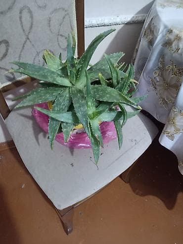 Саженцы деревьев: Aloe vera – otaq bitkisi - Növ: Aloe vera (sukkulent) - Qab: Plastik — 2