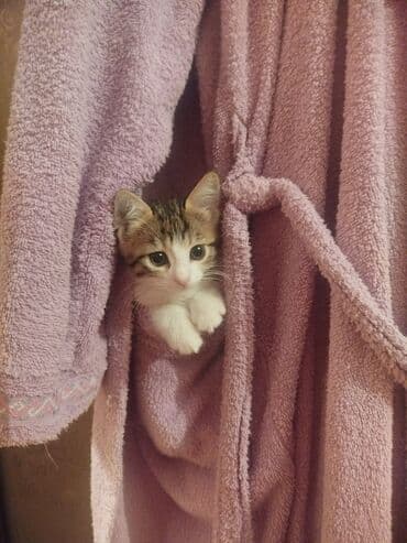 bala pişik pulsuz: Yaxşı əllərə — 2