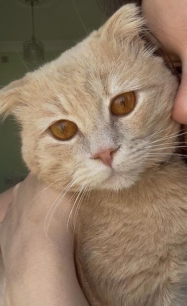 Şotland, Erkək, Yaxşı əllərə, Ünvandan götürmə, Pulsuz çatdırılma