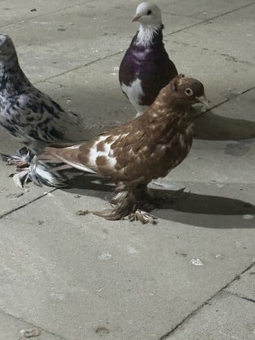 доберман цена баку: Salam aleykum iki iri leley iki badam leley hamsı 30 manat — 4