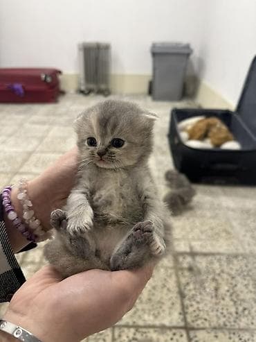 pişiy balaları: Şotland yastı qulaq, Dişi, Ünvandan götürmə — 4