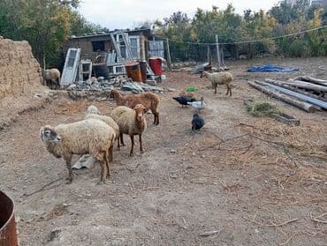 ağdam xoruzu gence: Salam .13 baş qoyundu.hamisi boğazdır,2-5 qarına.1 ay doğalar saglam — 6