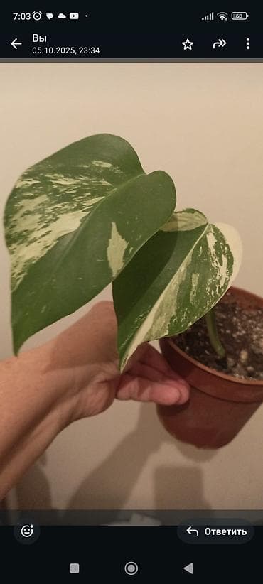 ev gulleri ve adları: Otaq bitkiləri kolleksiyası – şirəli və asan qulluq tələb edən növlər — 5