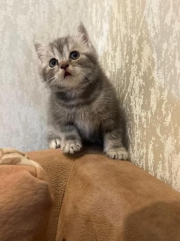 siam pişiyi: Şotland yastı qulaq — 8