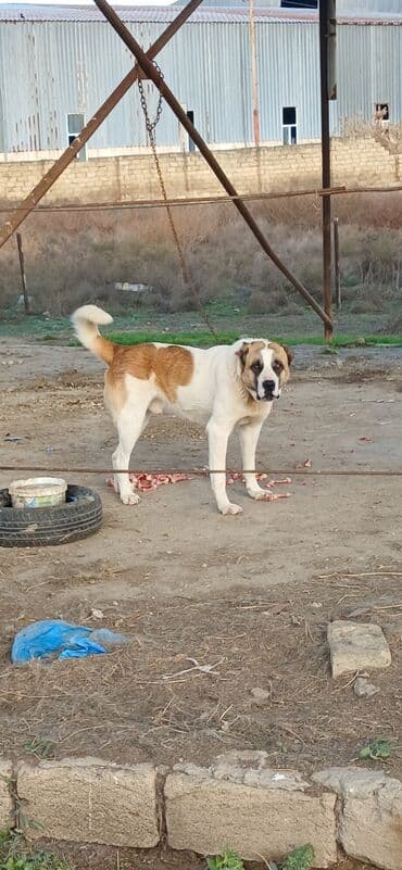 golden retriever satılır: Qurdbasar, 1 il, Erkek, Peyvəndli, Rayonlara çatdırılma — 3