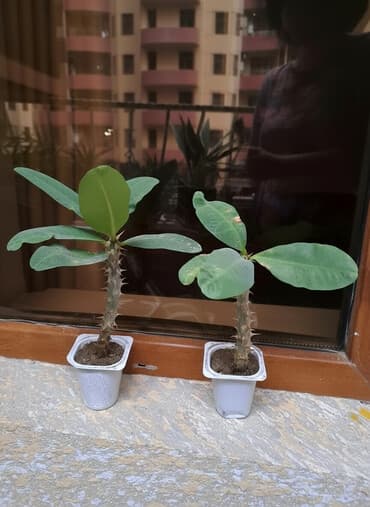 otaq bitkilərinin adları: Молочай — 1