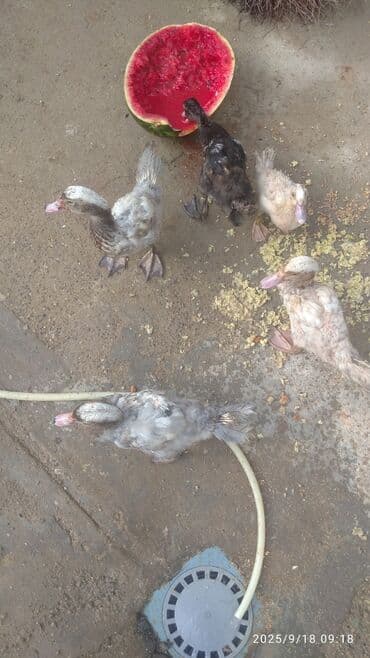 ördək balası satışı: Məhsul: Ördək balaları (6 ədəd) Təsvir: - Şəkillərdə müxtəlif rəng — 5