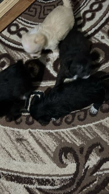 basenc itləri: Peyvəndli — 3