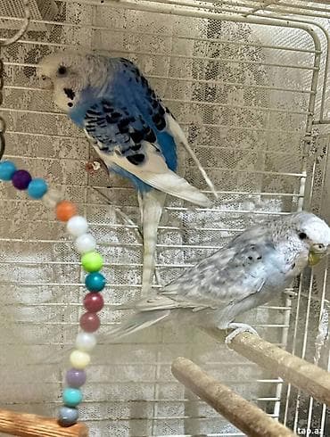 Птицы: Sağlam və aktiv Karolla (Corella) papuqayı satılır. Ev şəraitində — 1