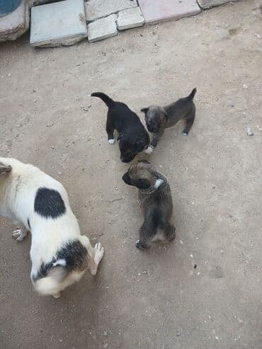 cau cau iti satilir: Məhsul: Balaca it balaları Təsvir: - Şirin balalar – bir neçəsi — 9