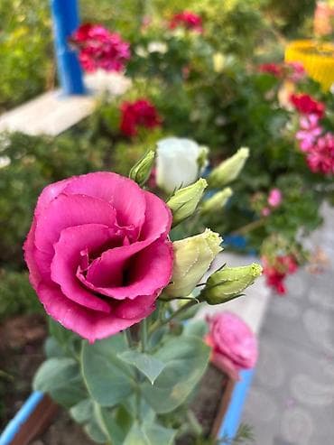 Bitki dərmanları: Lisianthus (Eustoma) fidanları – rəngli kəsim və bağ gülləri Eustoma — 10