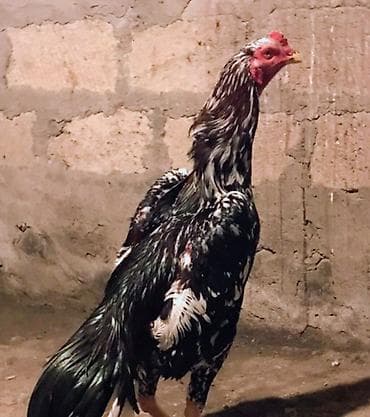 Xoruz, il: 1, Pulsuz çatdırılma lalafo.az -da Xoruz, il: 1, Pulsuz çatdırılma