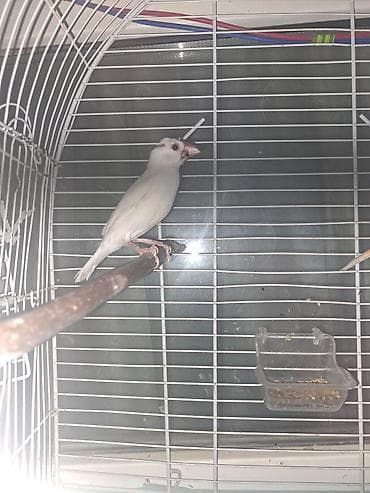 piwik satiwi: Amadin risivka 1yasa yaxindi biraz o biri quslar doymusduler indi — 1