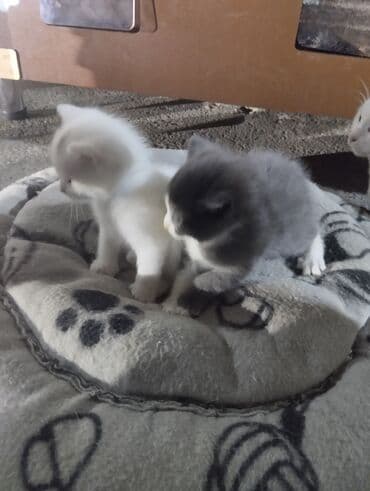 ağ pişiy: Erkək, Dişi, Yaxşı əllərə, Ünvandan götürmə — 7