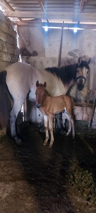 at balaları: Məhşur adlı sanlı yorğa atların balasıdı.atası 60 anası 50 ə yaxın — 2