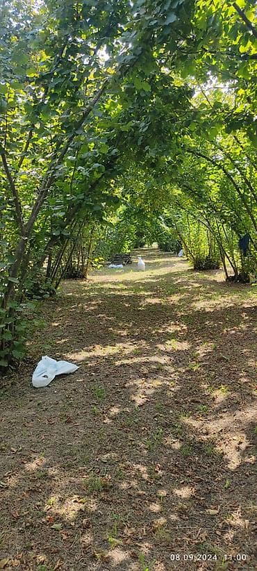 lenkeranda torpaq satilir: 80 sot, Kupça (Çıxarış) — 2