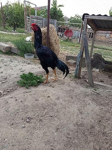 Heyrati qara bece isdiyen olsa tay getirib baxsin hec adanmayib iki — 2