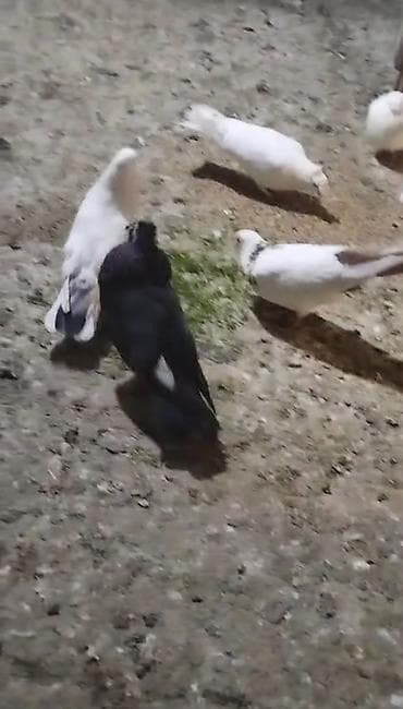 Ebres qugrup mayadı nezık uzun mayadı hazır kankıret adamlar narahat