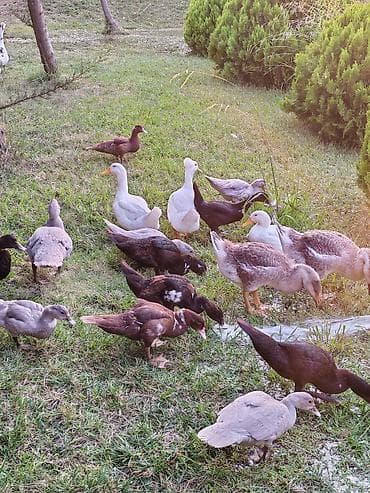 Kənd təsərrüfatı quşları: Salam lavanda krasnadar zumrud ve pekin ordek ballari iclerinde — 6