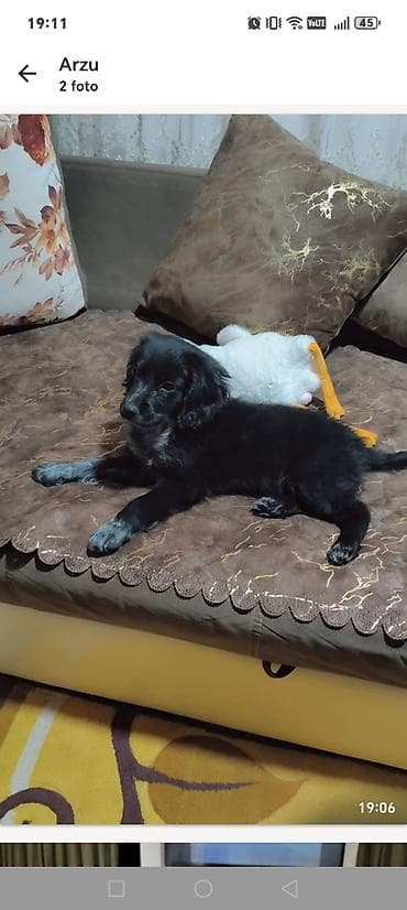 ev itləri ucuz: Koker spaniyel, 4 ay, Erkek, Ünvandan götürmə — 2