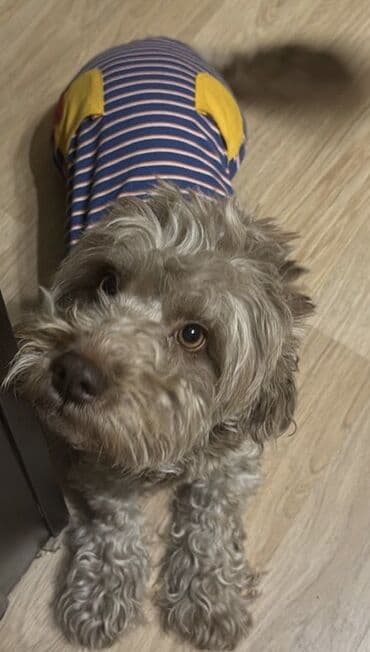 pudel it cinsi: Pudel — 3