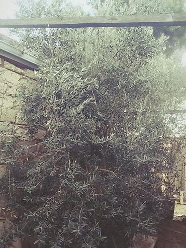 Təcili satılır yaxşı vəziyyətdədir 3 m uzundu Təsvir: - Həyət