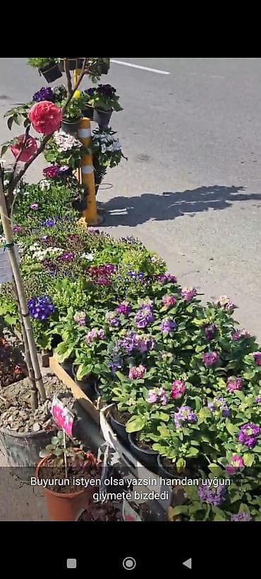 esger sekilleri: Rəngarəng bəzək gülləri və dekorativ bitkilər – saksıda - Çeşidlər — 3