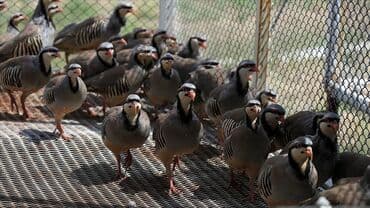 Mayali Keklik yumurtalari ve keklik cuceleri isteyen olsa sifariw vere