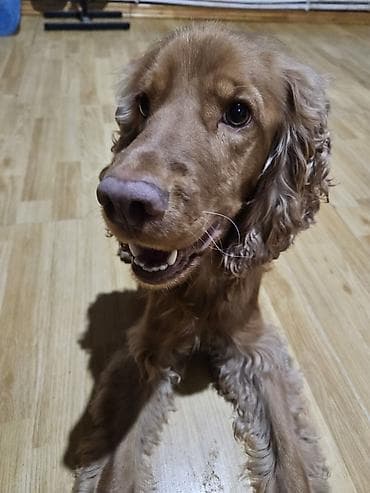 koker spaniel: Koker spaniyel, 2 il, Erkek — 2