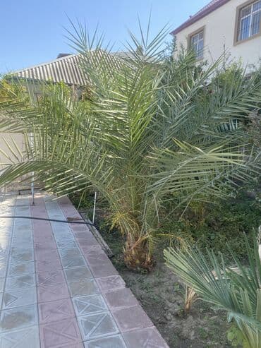 meyvə ağac: Xurma ağacı.22 illik ağacdı.Meyvəsi də var — 4