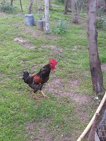 gence xoruz: Təsvir:1-i 25 Azn 6 sı 150 Azn - Şəkillərdə müxtəlif rənglərdə — 2